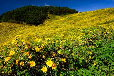 ทุ่งบัวตองสีเหลืองบานเต็มเนินเขาบนดอยแม่อูคอ ใต้ท้องฟ้าสีคราม