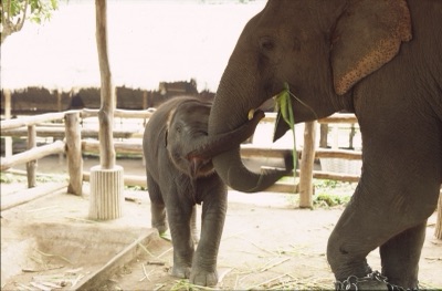 A mother elephant touching her small calf with her trunk beside a wooden pen