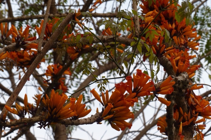 Clusters of bright orange tubular golden trumpet tree flowers covering a branch against a white sky