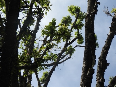 Birch branches with fresh leaves against the sky