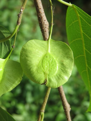 The flat, round, winged green fruit of the Indian elm