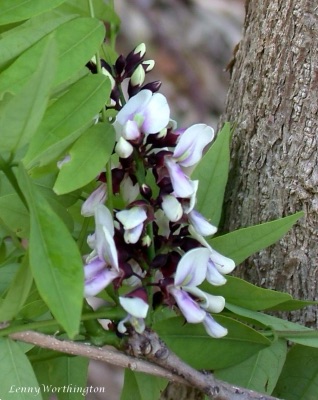 Pinkish-purple flowers of Millettia brandisiana