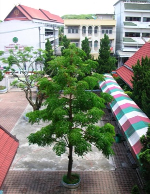 A tree jasmine tree in the courtyard of Chiang Rai Wittayakhom School