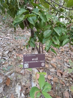 A young saraphi tree with glossy leaves and a name label