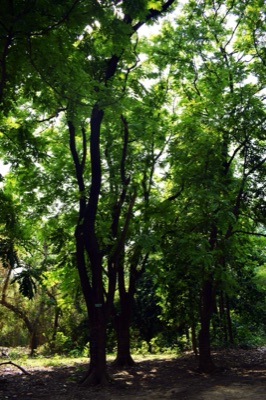 Tall Chittagong wood trees with green crowns