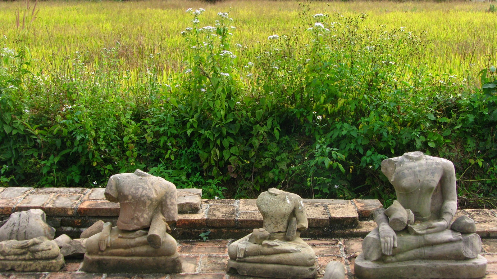Several old headless sandstone Buddha images in a row on a brick base, white wildflowers and a green-yellow rice field behind