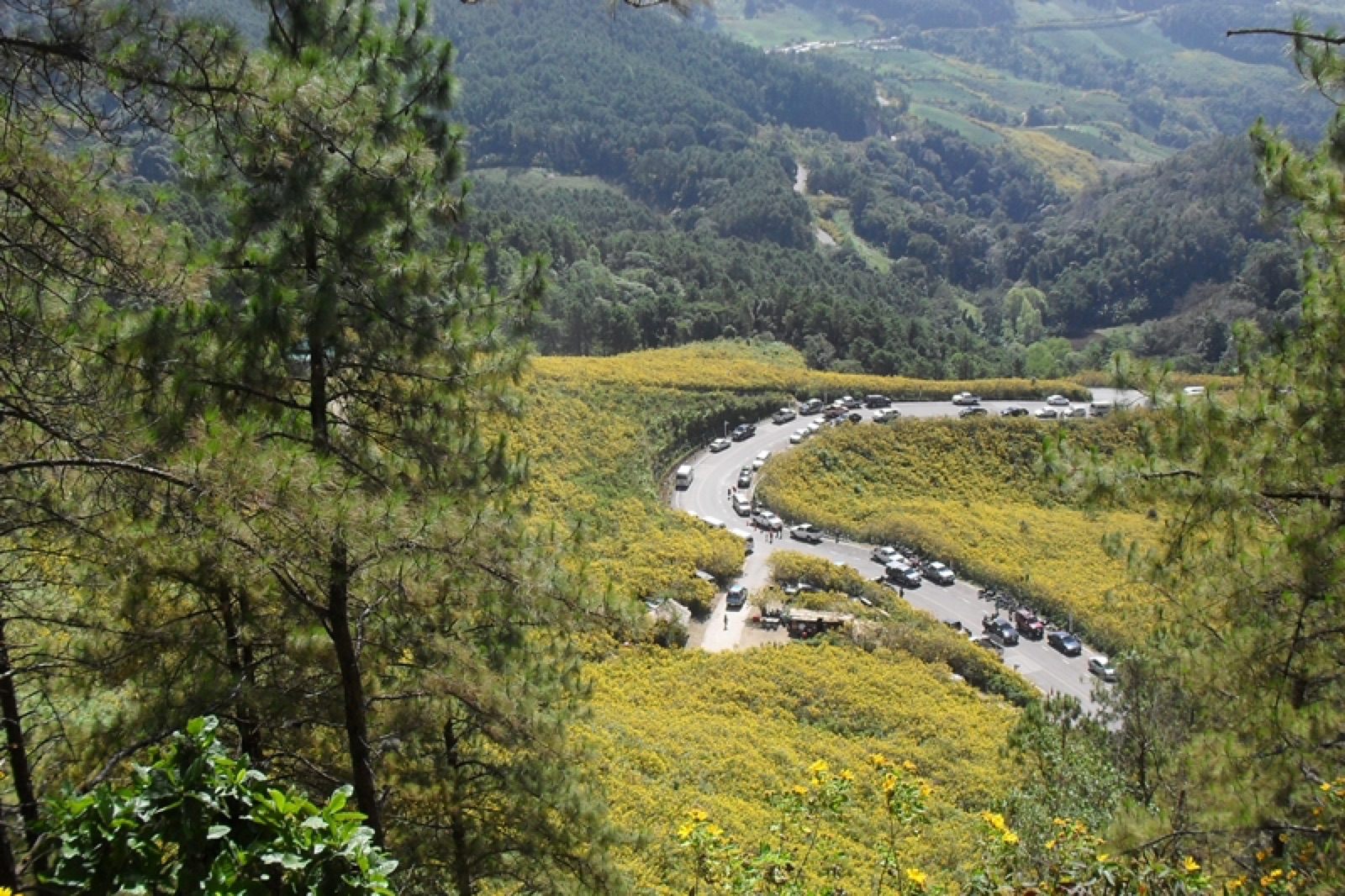 A field of yellow bua tong flowers covering a hillside, a winding road with parked cars running through the valley, with mountain pines in front
