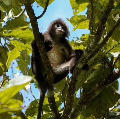 A grey-black Phayre's langur sitting on a branch among green leaves
