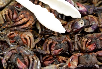 Reddish-brown rice-field crabs piled in a tray with white plastic tongs