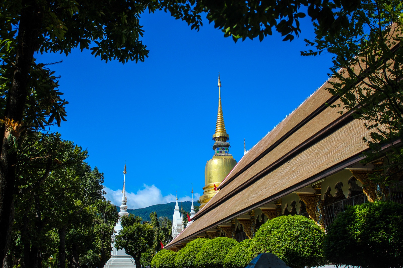 พระเจดีย์ทรงระฆังสีทองและหลังคาวิหารวัดสวนดอก เชียงใหม่ ท่ามกลางต้นไม้