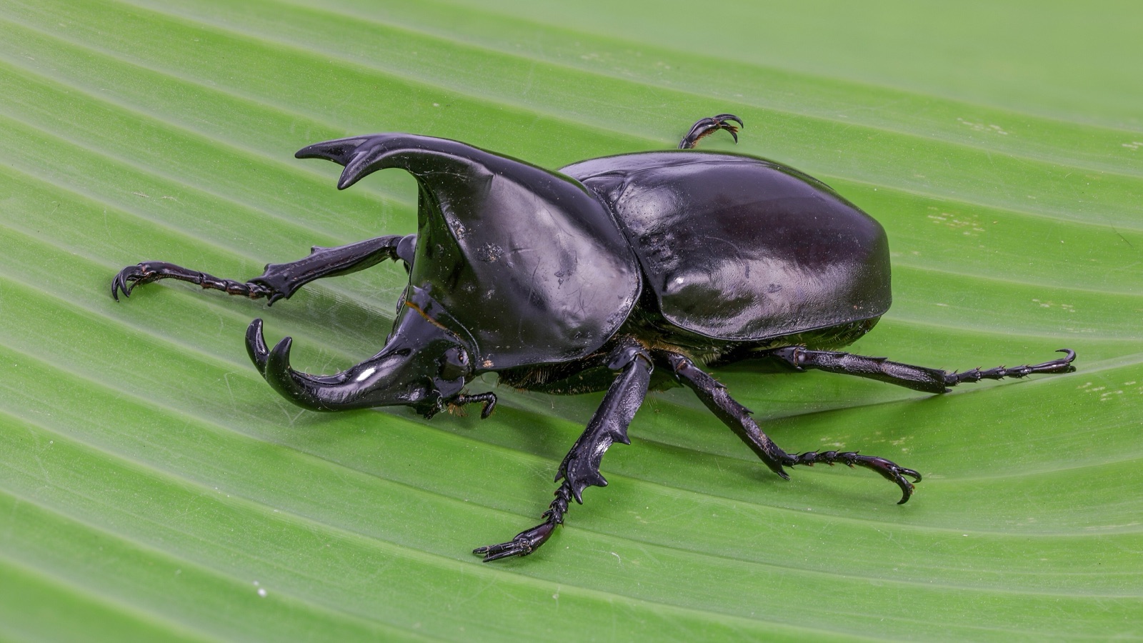 กว่างตัวผู้ (Xylotrupes socrates) เขายาวเกาะบนใบตอง