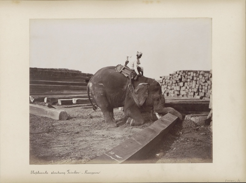 Old black-and-white photograph of a kneeling elephant pushing a squared teak beam in a timber yard, a mahout on its neck and tall stacks of timber behind