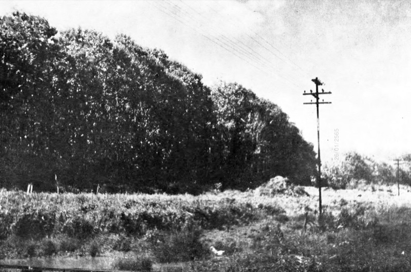 Black-and-white photograph of a dense line of tall forest at the edge of a grassy field, with an electricity pole on the right