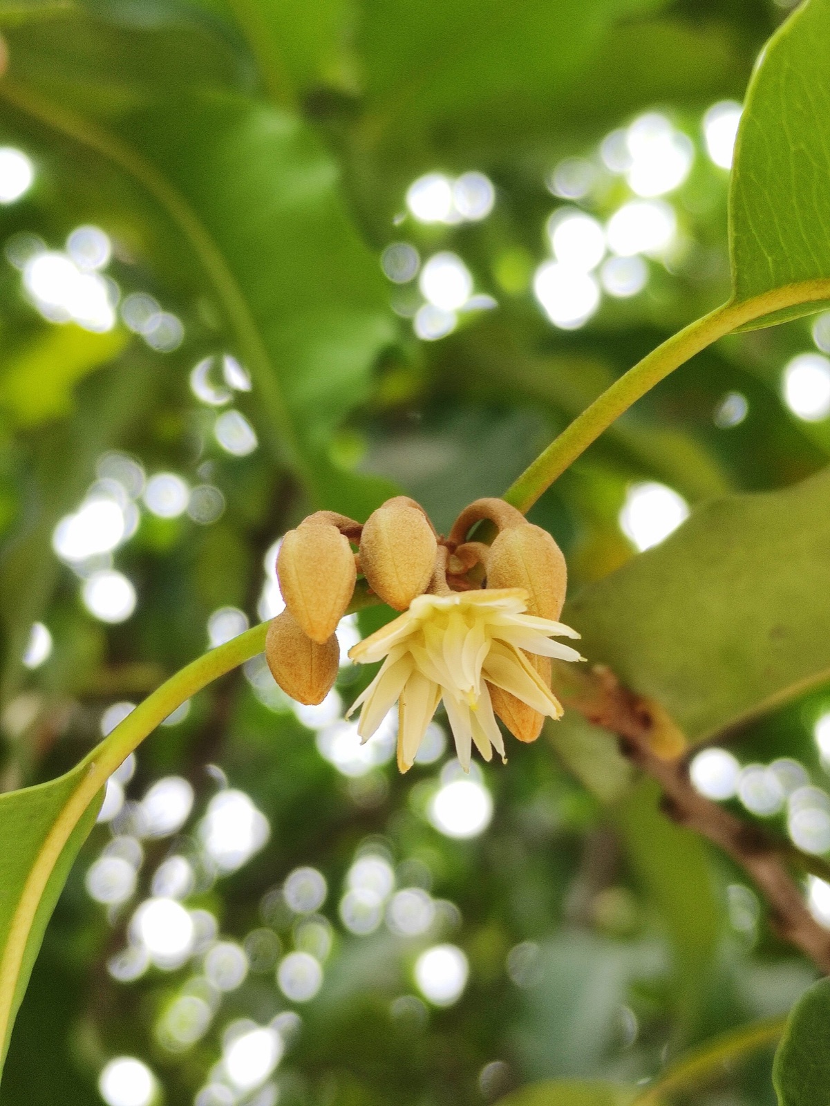 ดอกพิกุลสีขาวนวลกลีบแหลมเรียงเป็นชั้น บานอยู่ข้างดอกตูมสีน้ำตาลอ่อน บนกิ่งที่มีใบเขียว