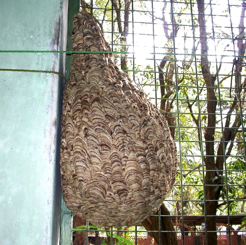 A large brown hornets' nest with layered stripes hanging beside a wall and wire mesh