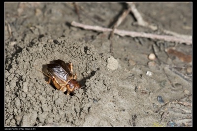 A large brown short-tailed cricket on the ground