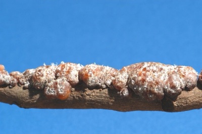 Orange-brown lumps of lac on a twig