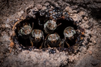 Several stingless bees guarding the entrance of an underground nest