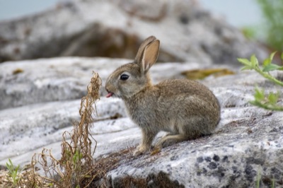 A young wild rabbit sitting on a rock
