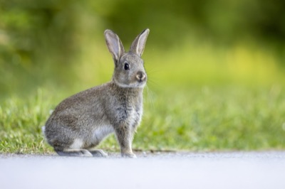 A European wild rabbit sitting by a path, both ears up