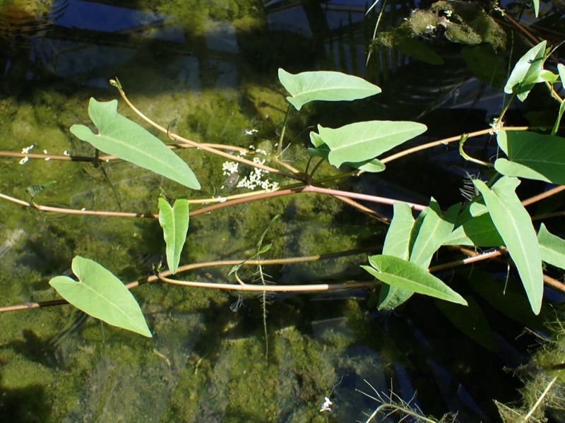 Green water spinach shoots and arrow-shaped leaves trailing across the water of a pond, with brownish-purple stems