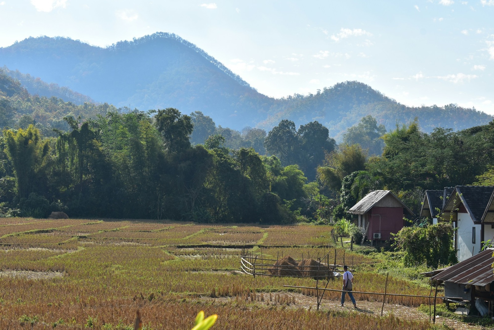 Golden rice fields at the foot of green hills, with a small house and a large tree beside the field and a person standing far away