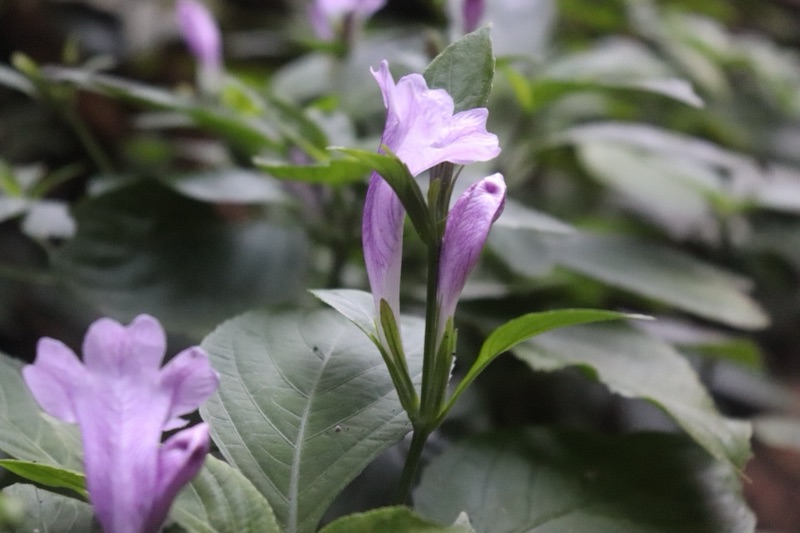 Pale violet trumpet-shaped flowers of the indigo plant, one in bloom and one still in bud, with dense grey-green leaves behind