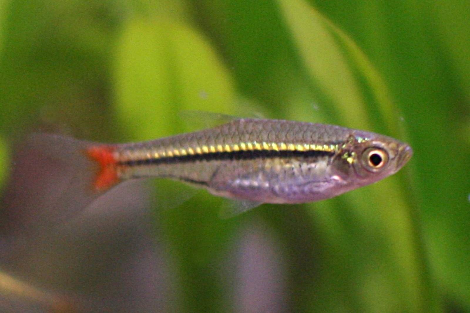 A small rasbora fish with yellow and black stripes along its body and a red tail, swimming in front of green water plants