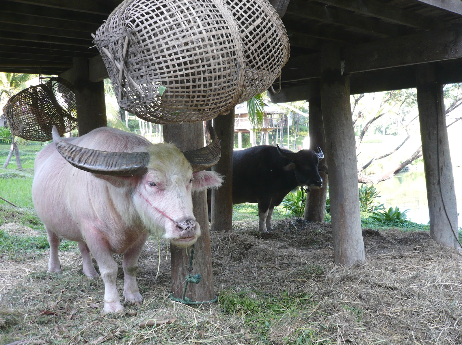 An albino buffalo and a black buffalo standing under a raised house, with a large woven bamboo basket hanging above their heads, in Chiang Mai