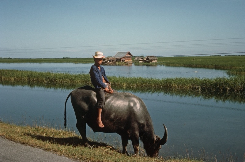A pale albino water buffalo and a black one soaking in still blue water, photographed in Thailand in November 1964
