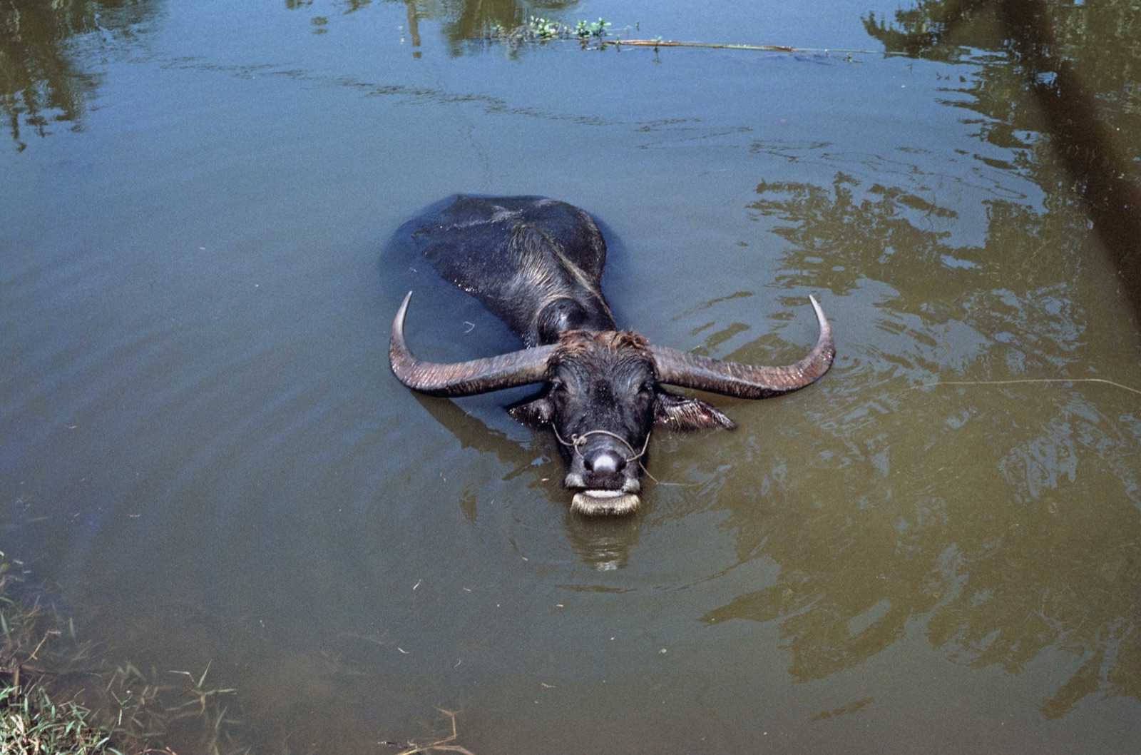 A black buffalo soaking in water, with only its head, horns and back above the surface