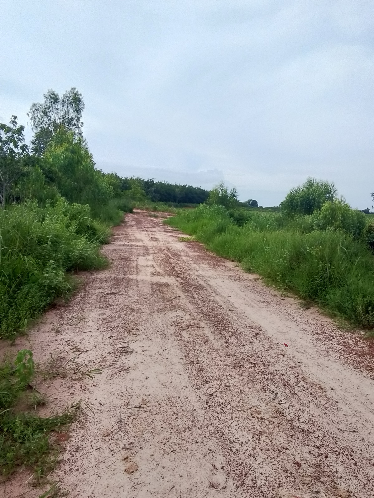 A pale orange gravel road running through green grass, with trees beside it and a cloudy sky