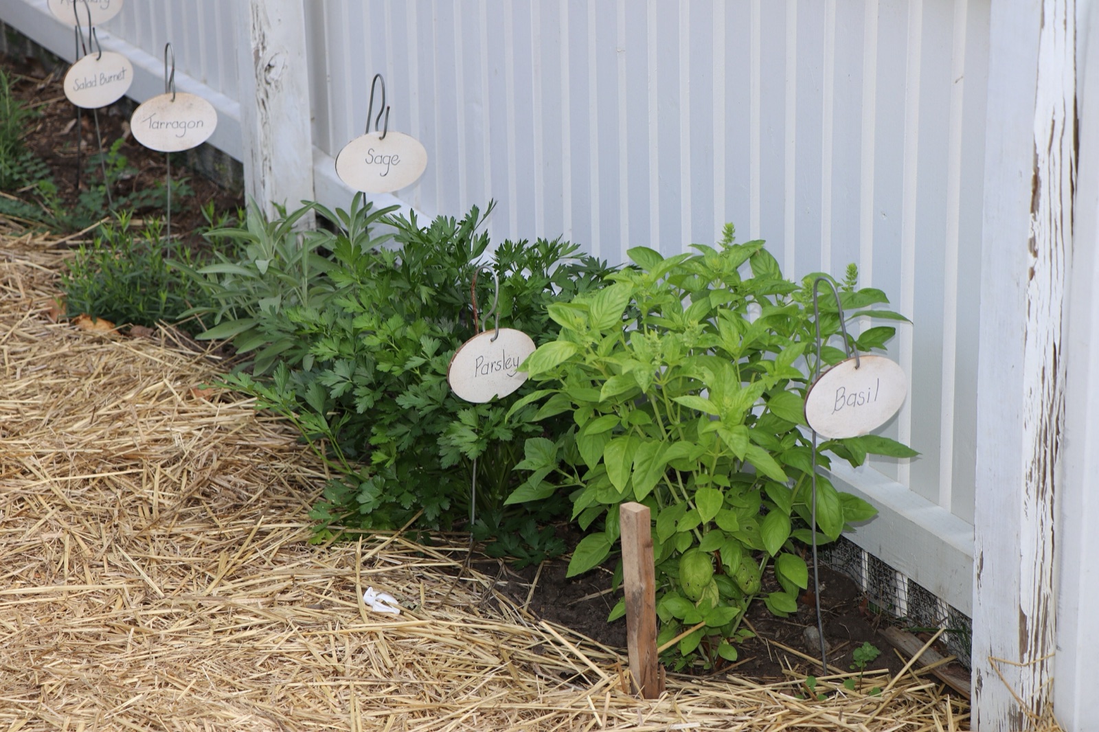 A herb bed beside a white fence, with wooden labels reading Sage, Parsley, Basil and Tarragon