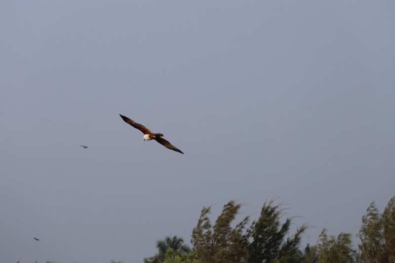 A brown Brahminy kite with a white head spreads its wide wings and glides in a grey-blue sky, with windblown trees below