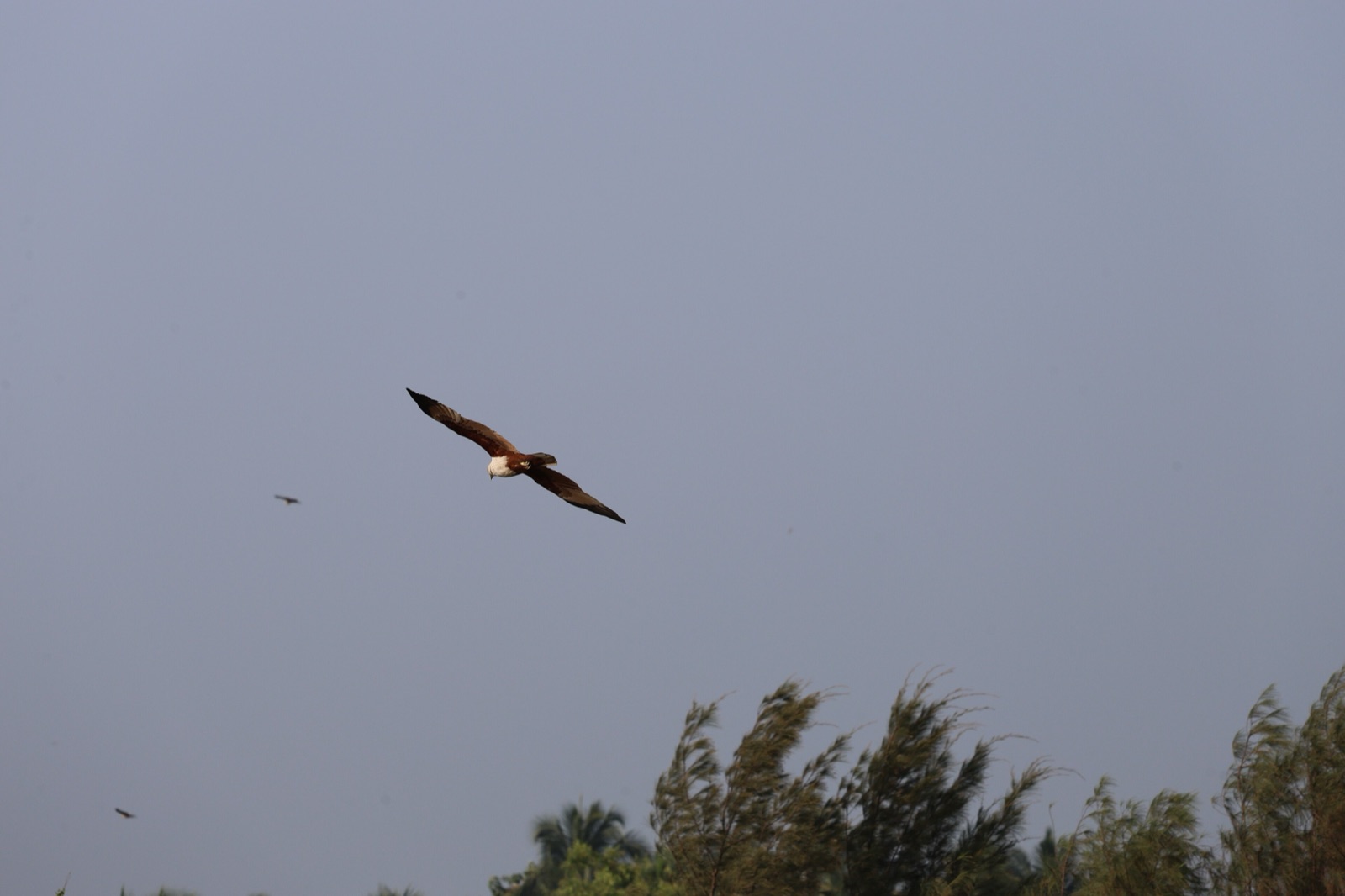A brown Brahminy kite with a white head spreads its wide wings and glides in the sky, with windblown trees below
