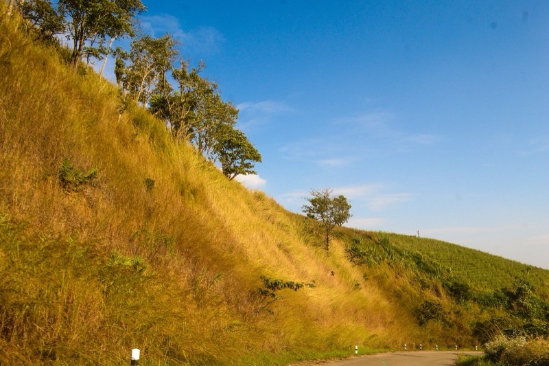 A curving paved road follows the side of a hill covered in golden grass, with trees on the ridge and a bright blue sky above