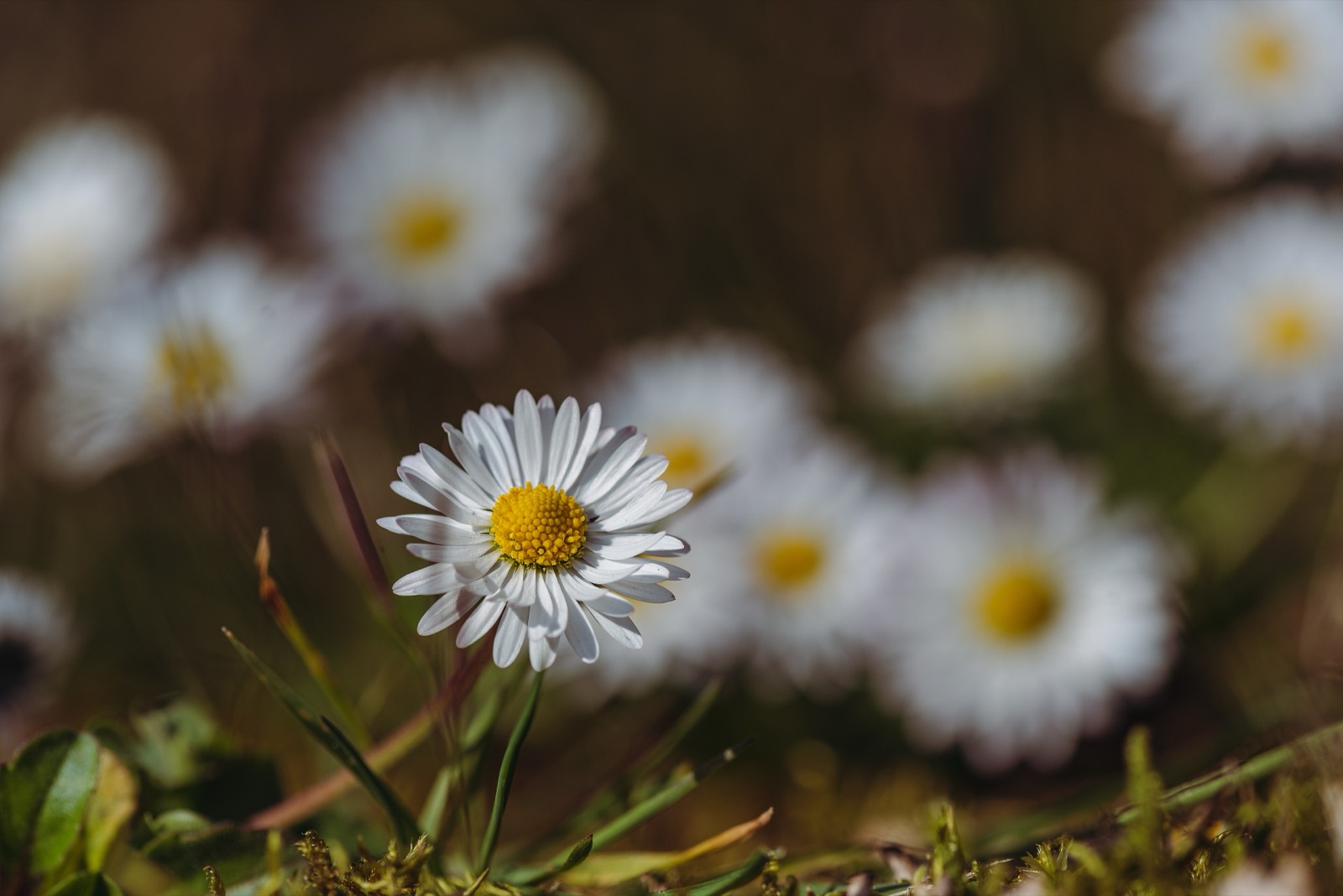 A white daisy with a yellow centre blooming in green grass
