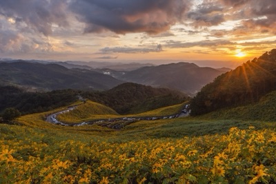 ทุ่งดอกบัวตองสีเหลืองสดบนเนินเขา มีถนนคดเคี้ยวและเทือกเขาซ้อนกันยามอาทิตย์ตก