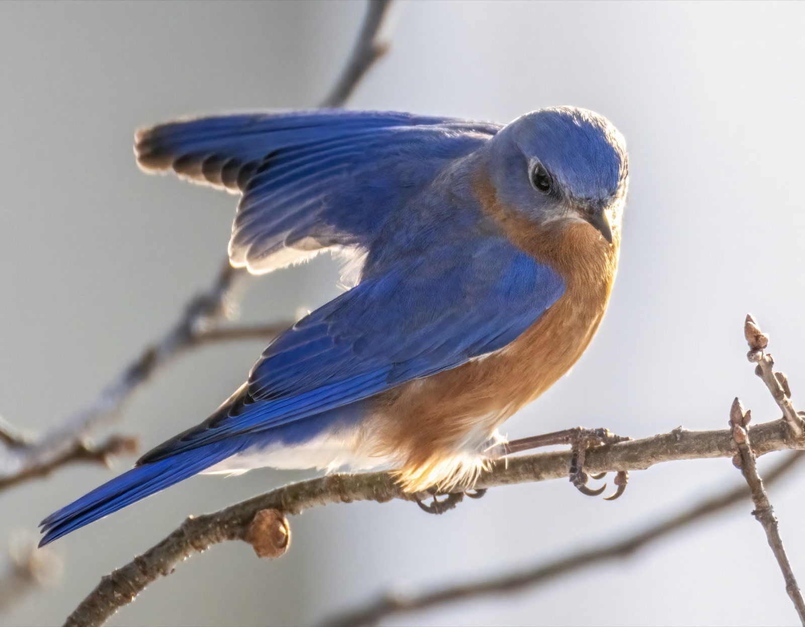 A small bird with a bright blue back and orange-brown breast perched on a twig with one wing raised