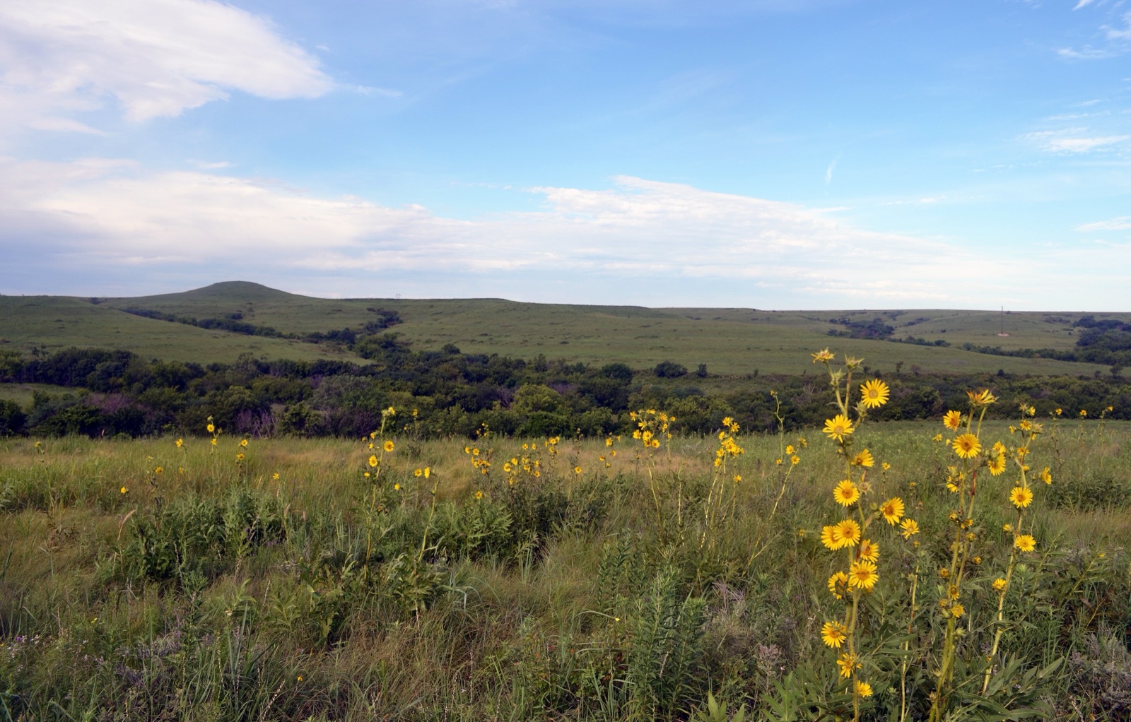 Wide green-brown grassland with yellow wildflowers, low hills and a blue sky with thin clouds