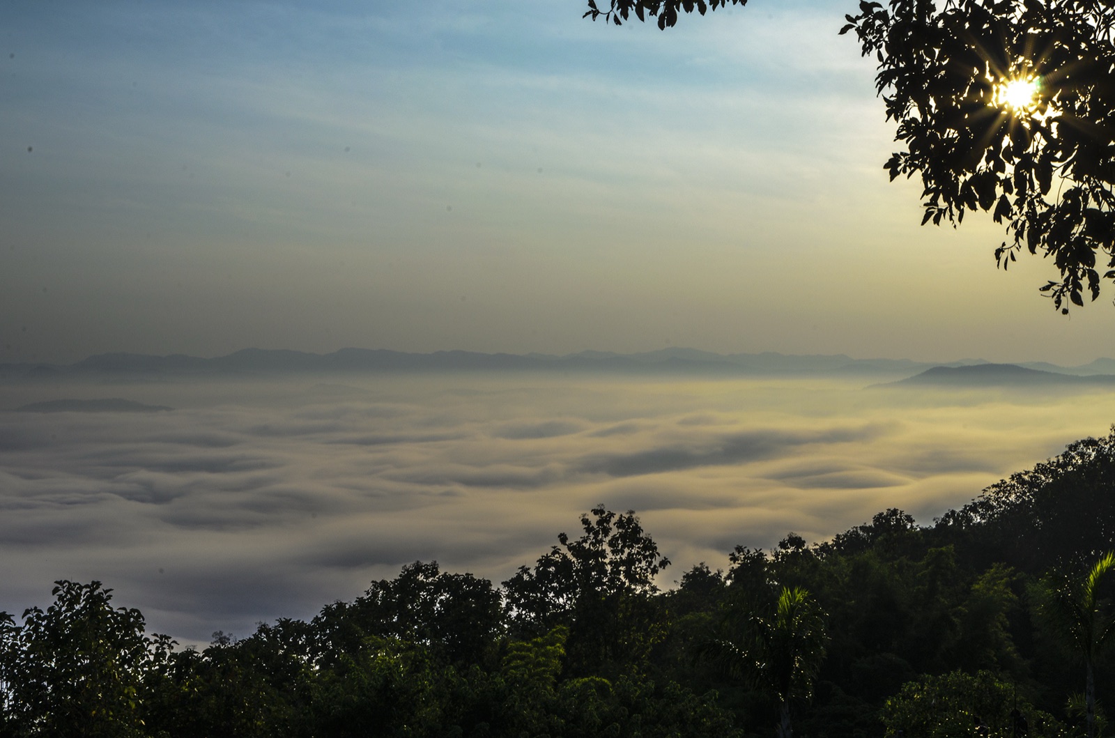 A white sea of mist filling the valleys in the morning, with sunlight through branches at top right and forest below