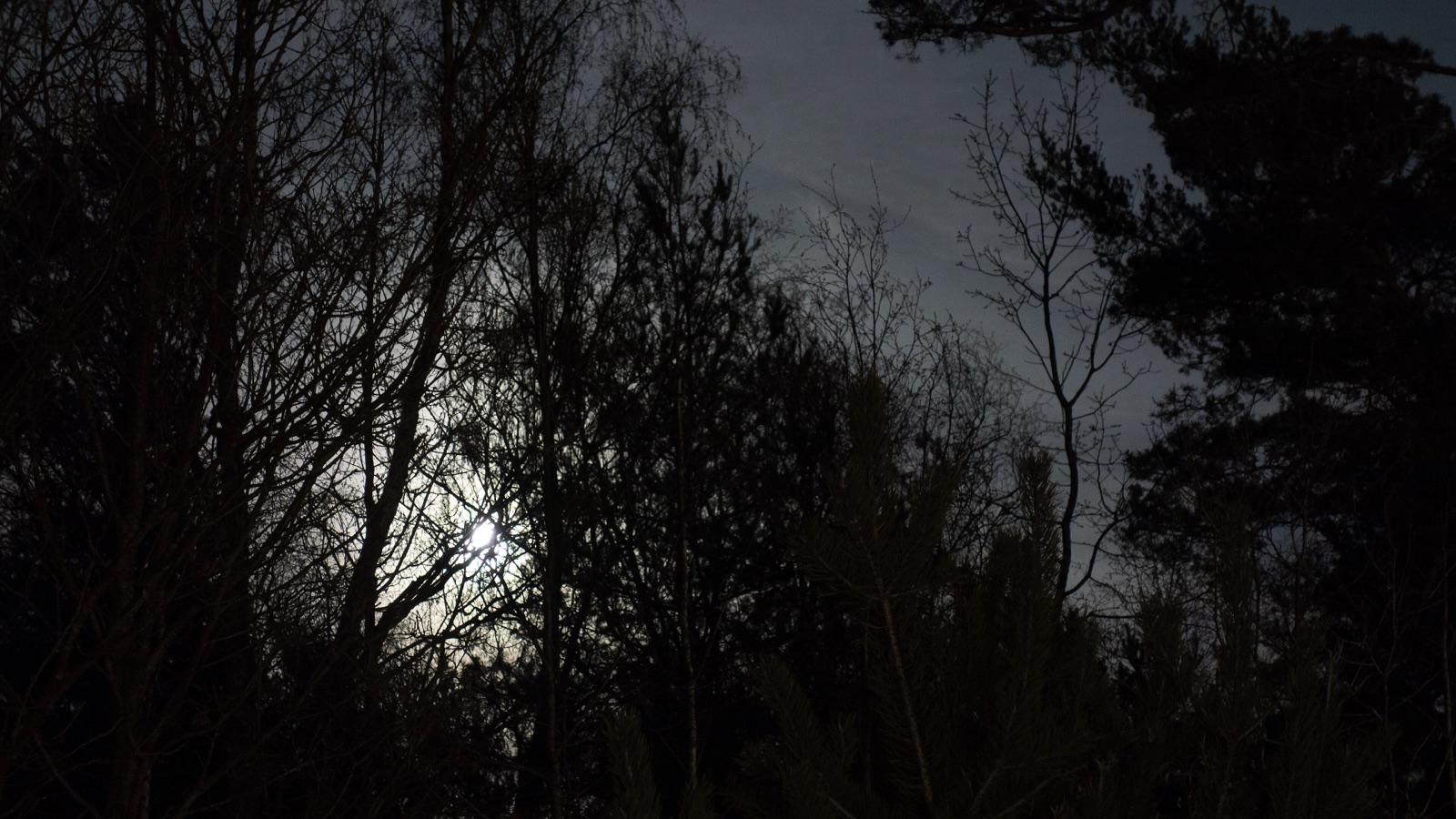 A full moon shining behind dark, dense branches in a forest at night