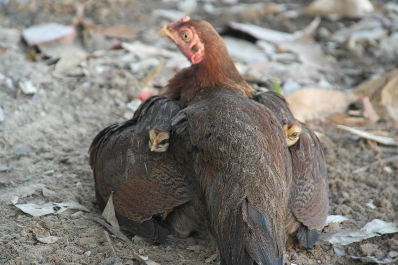 แม่ไก่บ้านขนสีน้ำตาลกางปีกให้ลูกไก่มุดอยู่ข้างใต้ มีลูกไก่โผล่หัวออกมาสองตัว