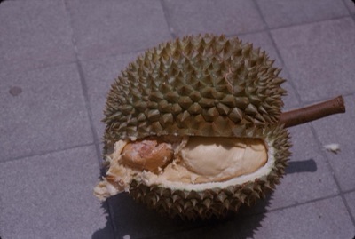 บ่าถั่วเลียน คือ ทุเรียน