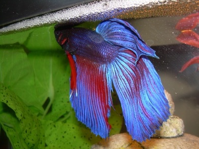 Siamese fighting fish (pa kat)