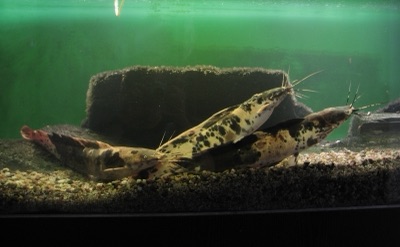walking catfish (pa duk dong)