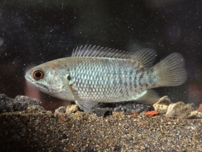 climbing perch (pa sadet)