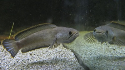 dwarf snakehead (pa kang)