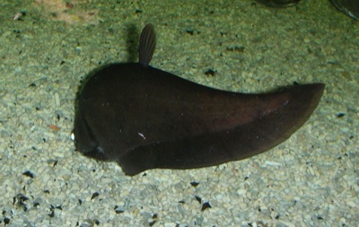 a featherback (knifefish) (pa tong)
