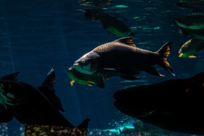 Siamese giant carp (pa kaman)